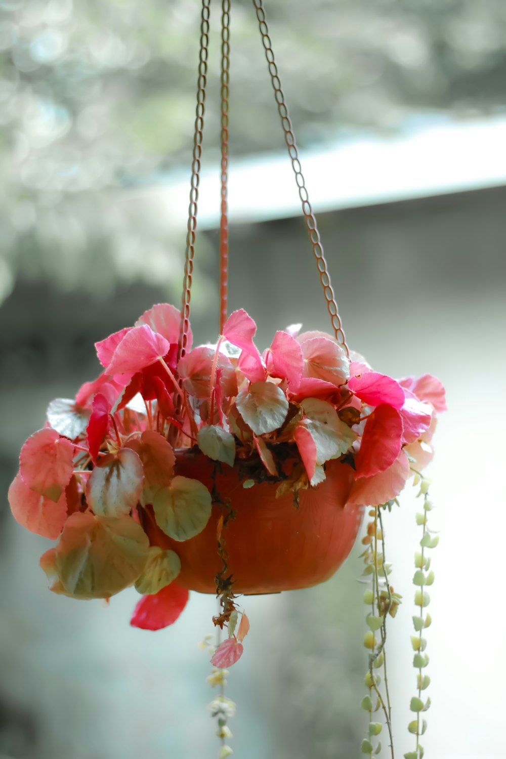 a hanging planter filled with pink flowers