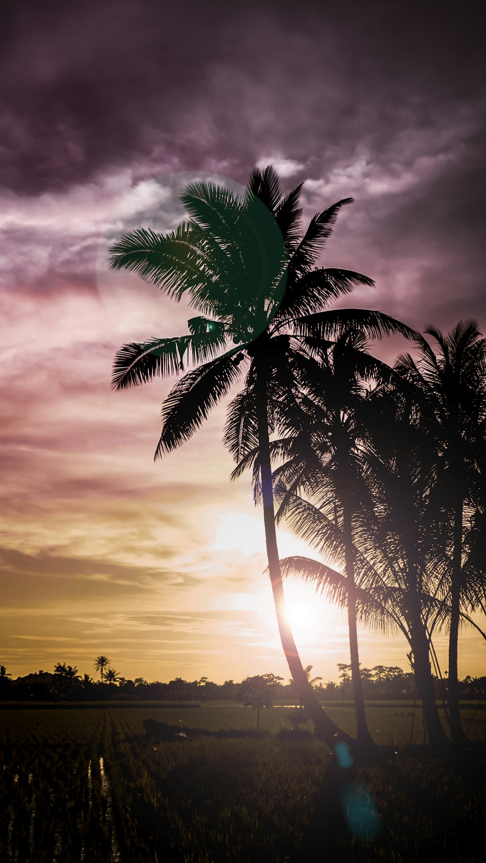 a couple of palm trees in a field