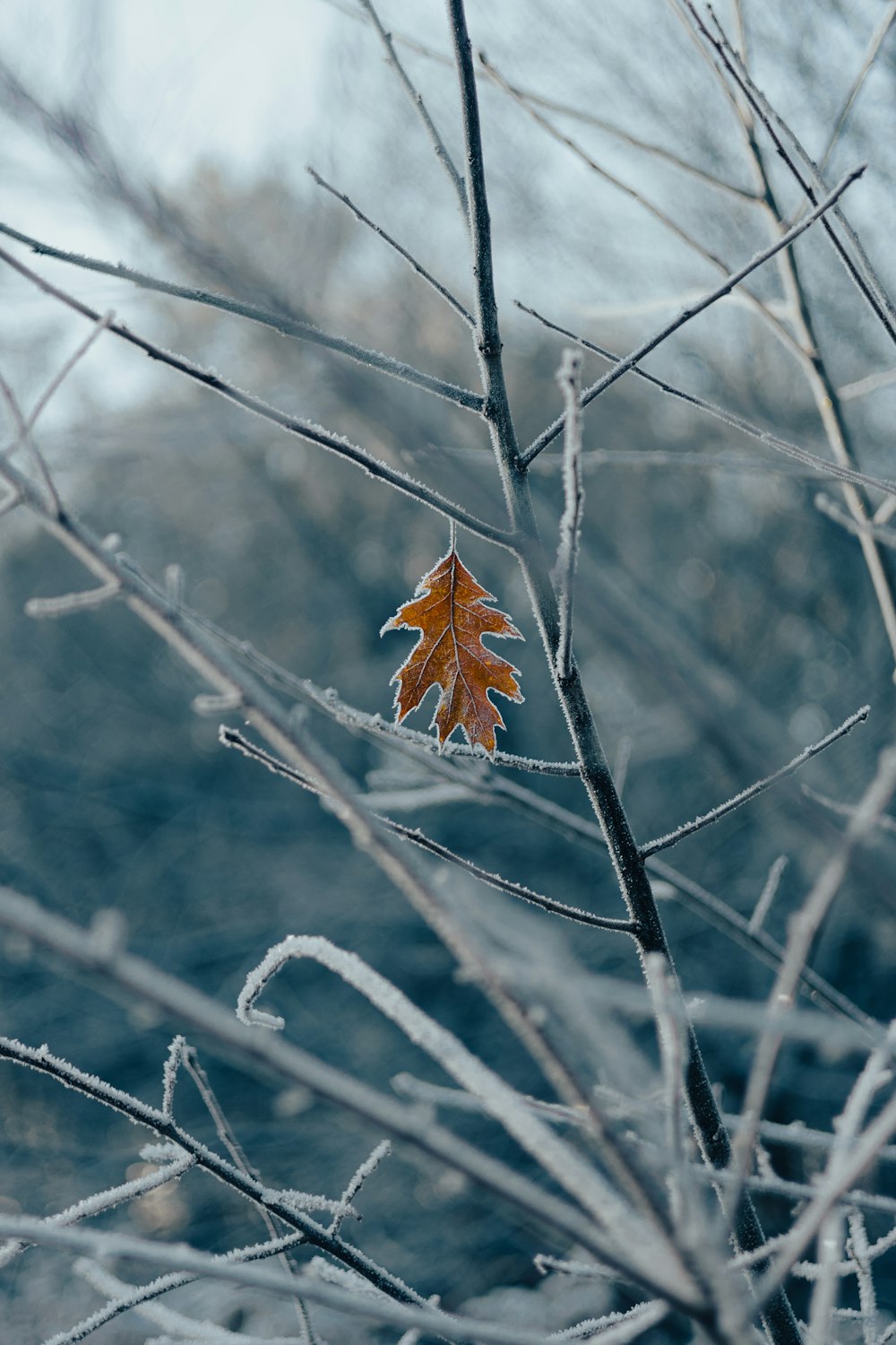 a leaf that is sitting on a branch