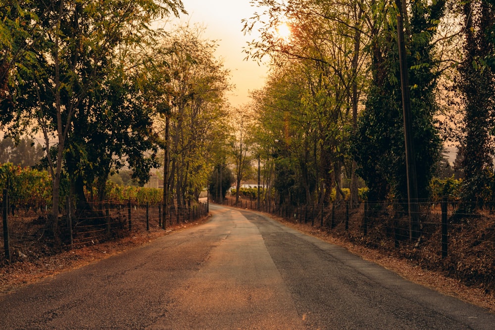 an empty road surrounded by trees and a fence