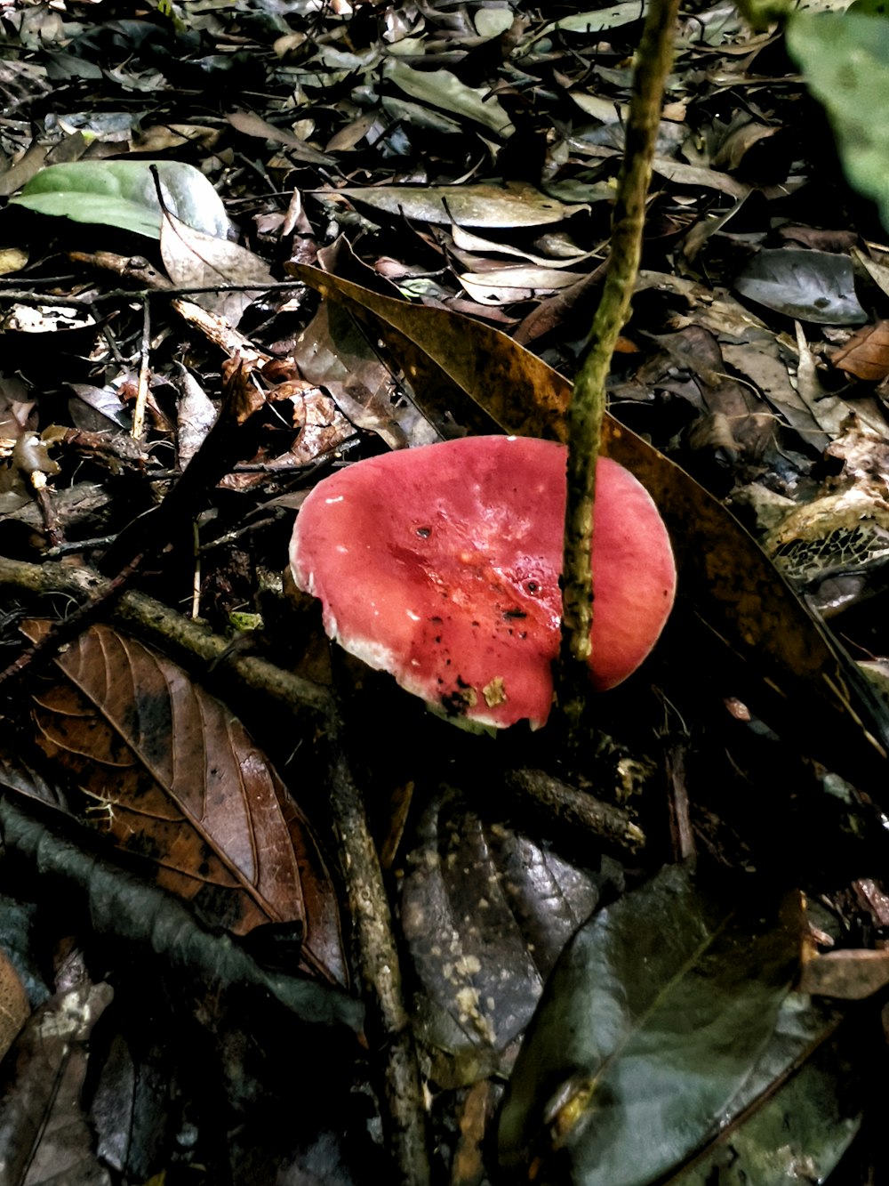 a red mushroom sitting on top of a leaf covered forest floor