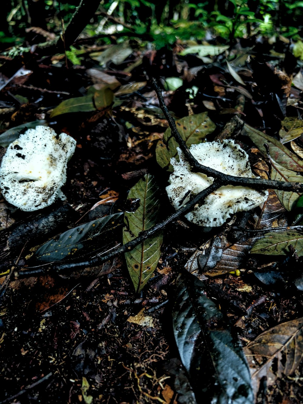 a couple of mushrooms that are on the ground