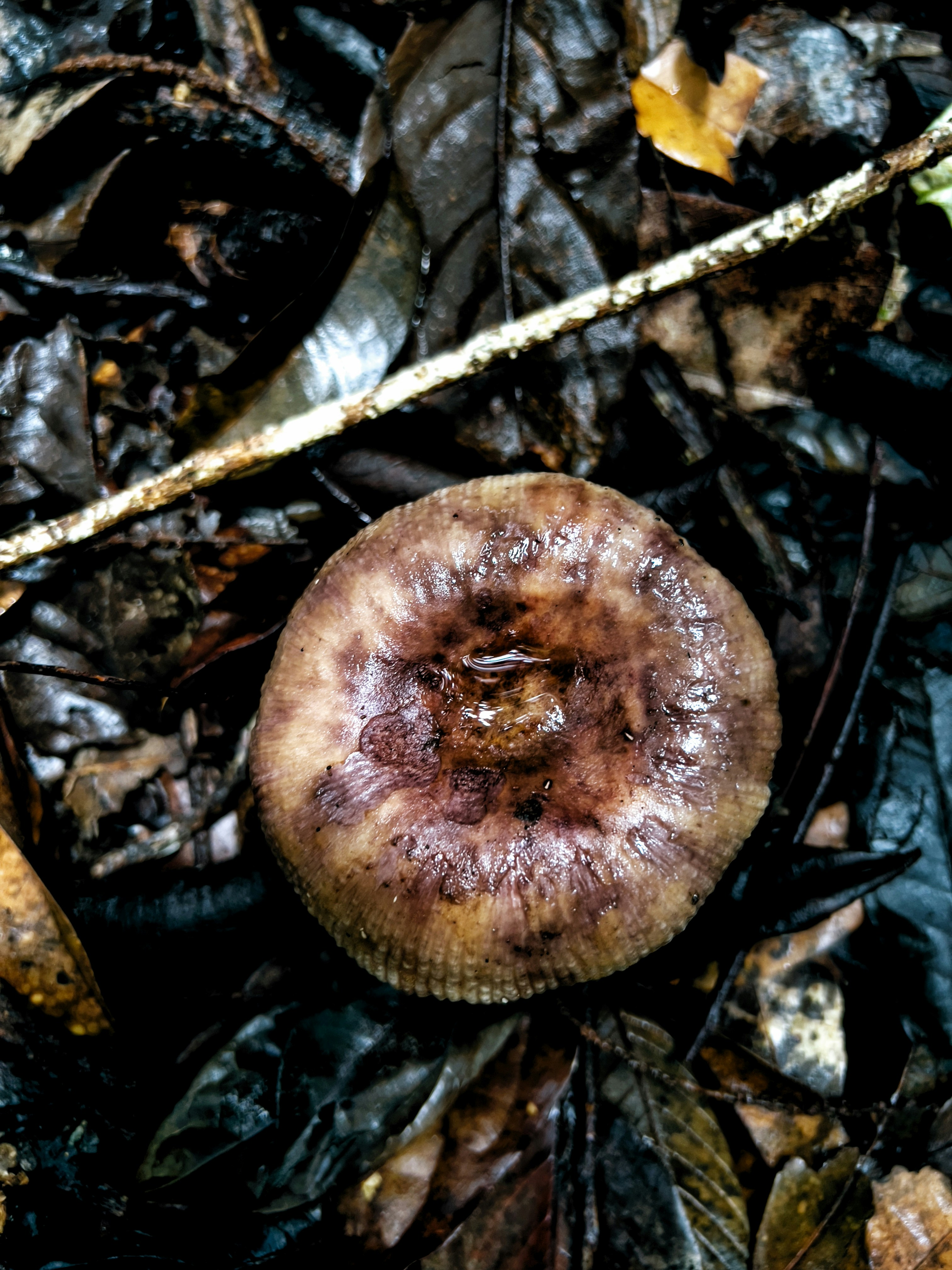 Close-up of wild mushrooms growing on a mossy log in dim forest light, rich browns and creams, dew visible on caps, deep shadows behind
