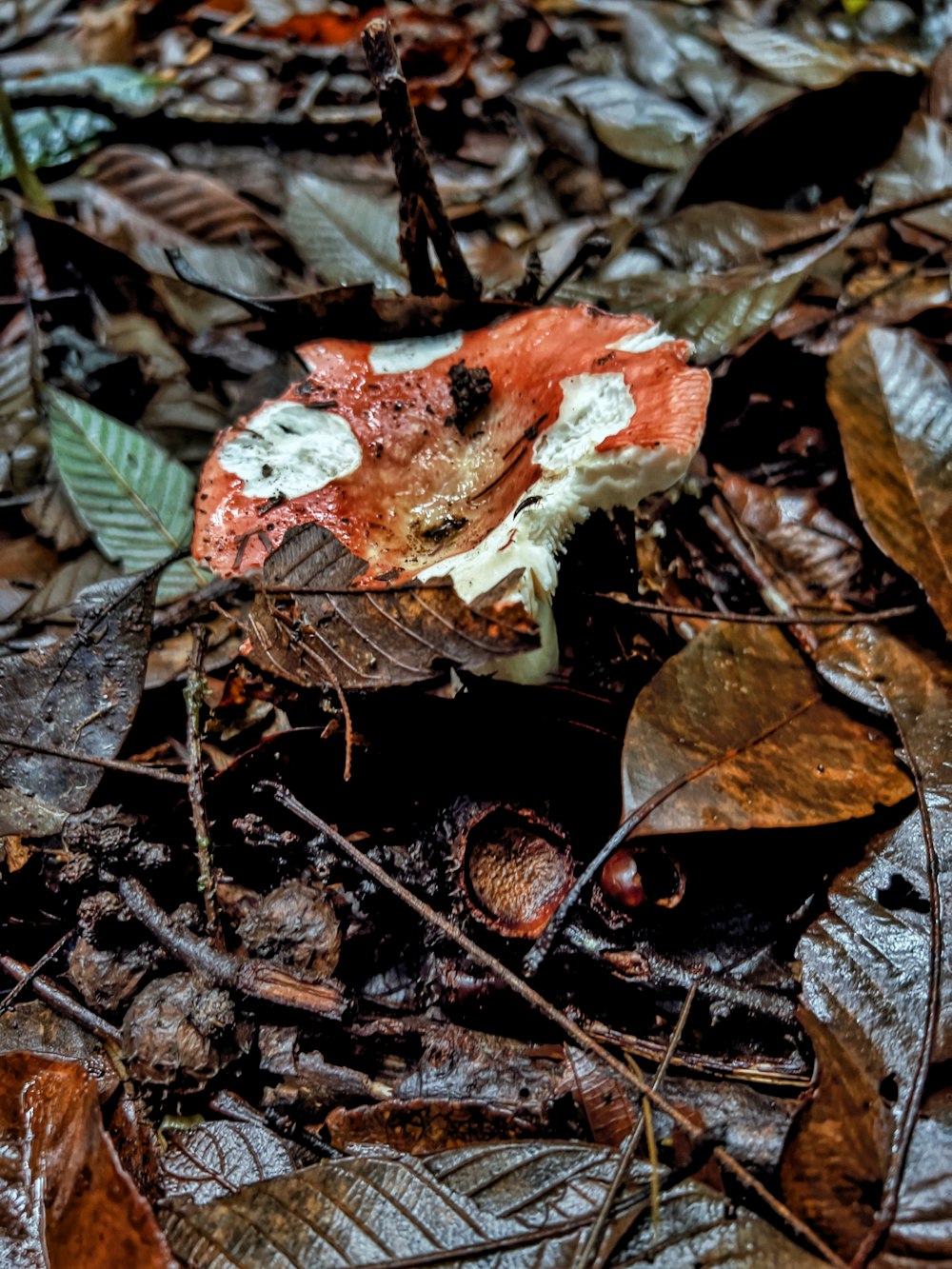 a red and white mushroom on the ground