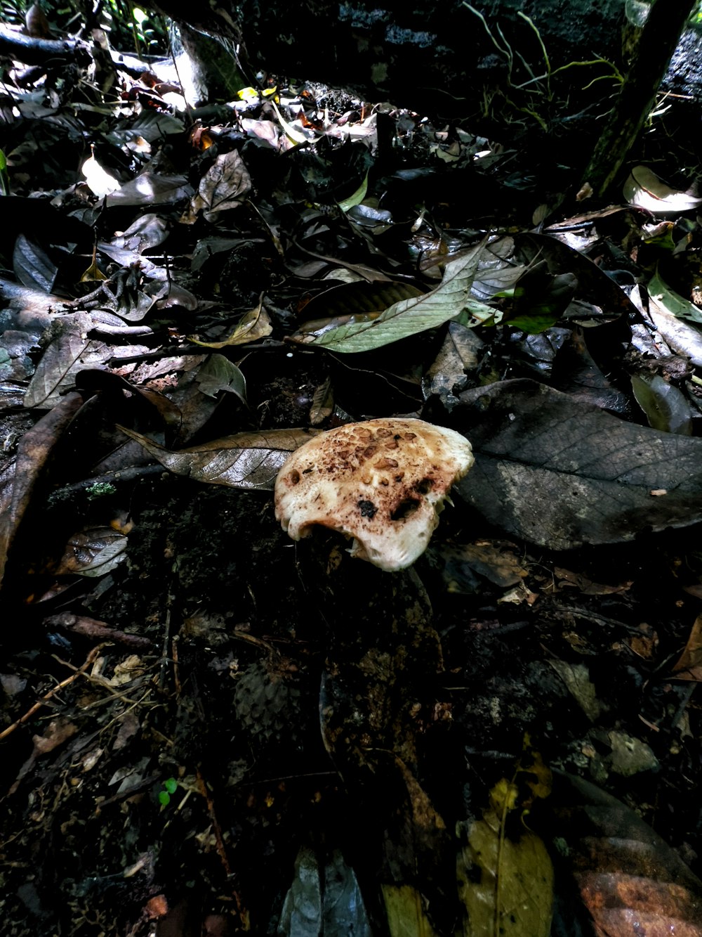 a mushroom that is sitting on the ground