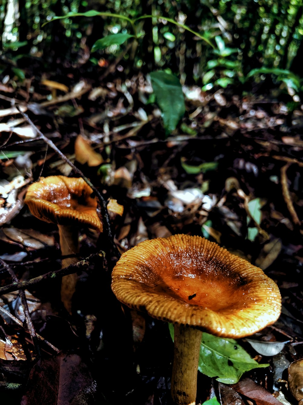 a couple of mushrooms that are on the ground