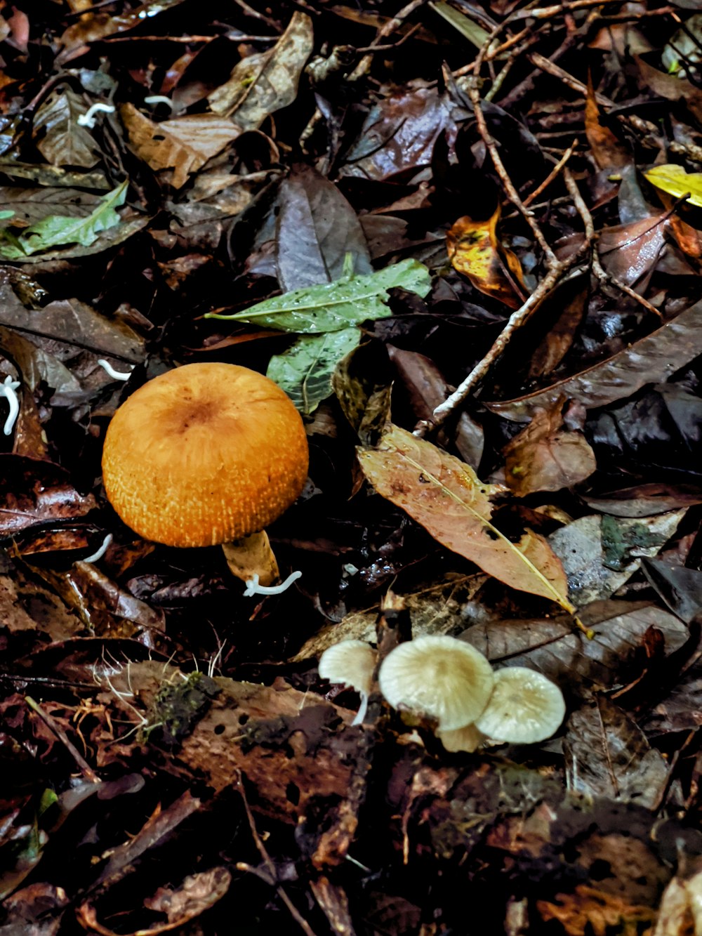 a group of mushrooms that are on the ground