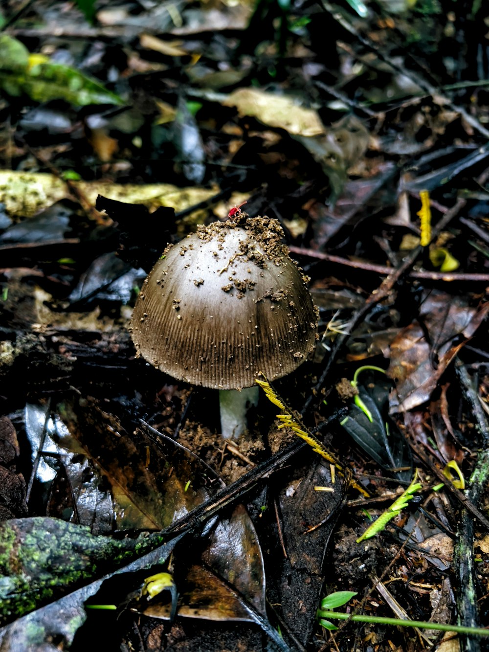 a mushroom sitting on the ground in the woods