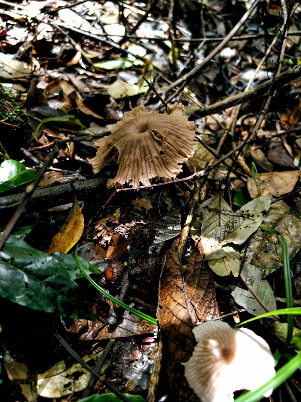 a mushroom sitting on the ground in the woods