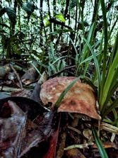 A large mushroom with a brownish cap is growing among the dense foliage and fallen leaves in a forest undergrowth. Tall green grass blades are seen surrounding the mushroom, and the forest background is densely packed with trees and other plants.