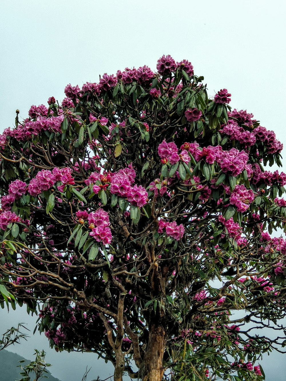a tree filled with lots of purple flowers