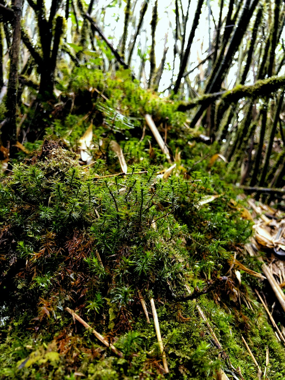 a close up of a moss covered tree trunk