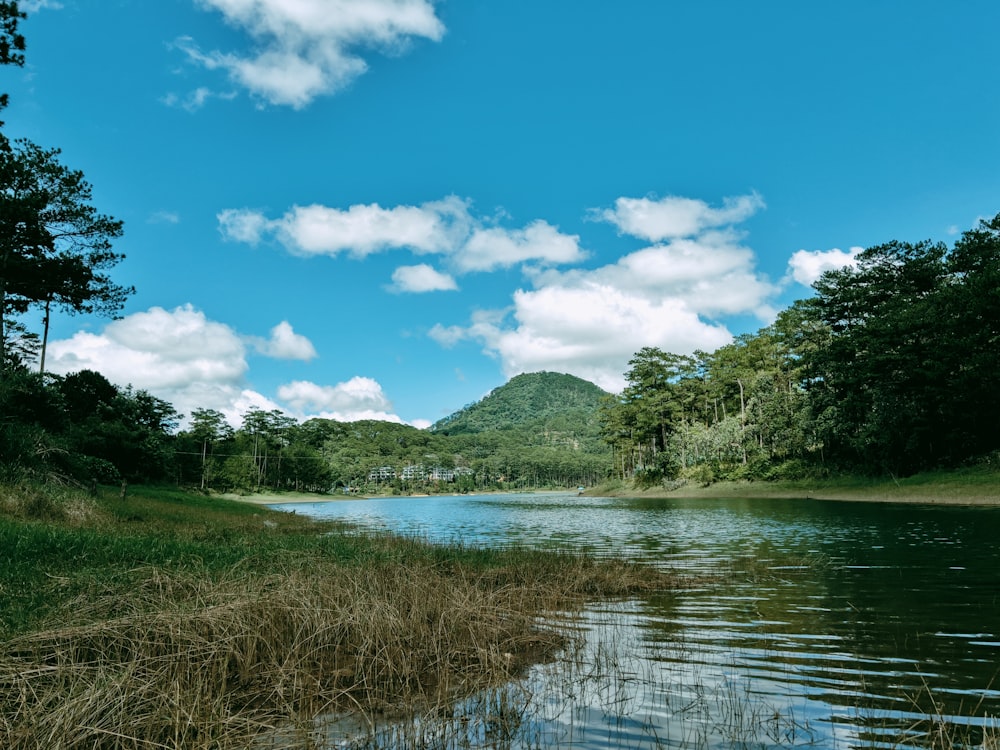 a body of water surrounded by trees and grass