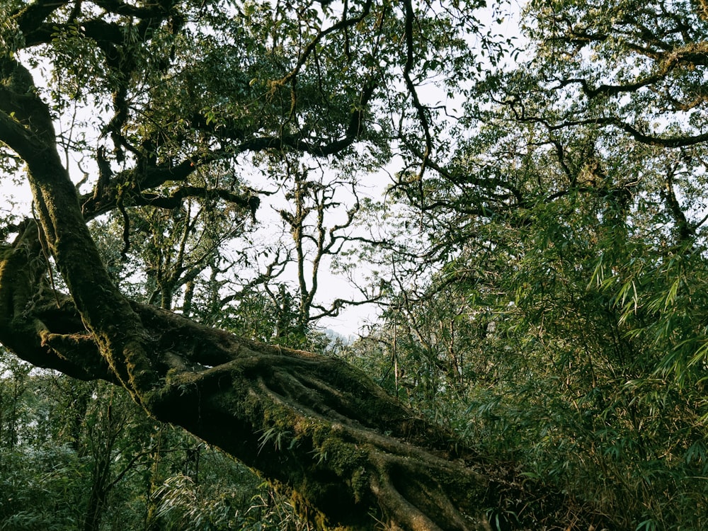 a very large tree with a very long trunk