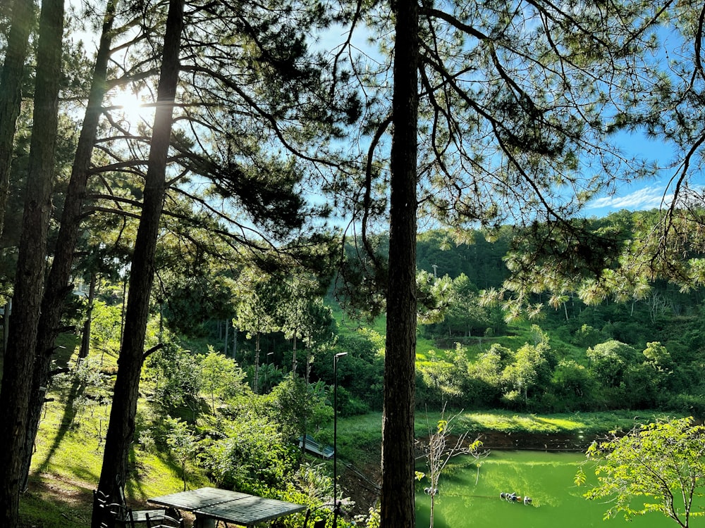 a view of a lake through the trees