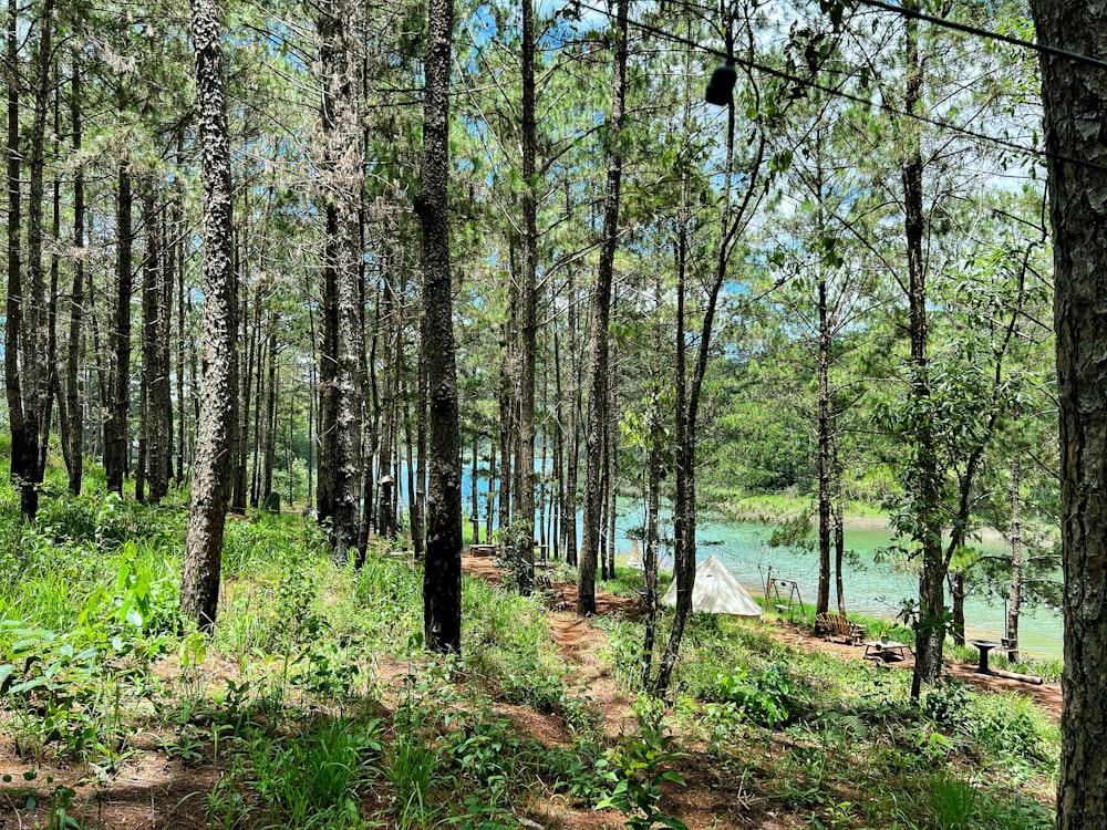 a forest filled with lots of trees next to a river