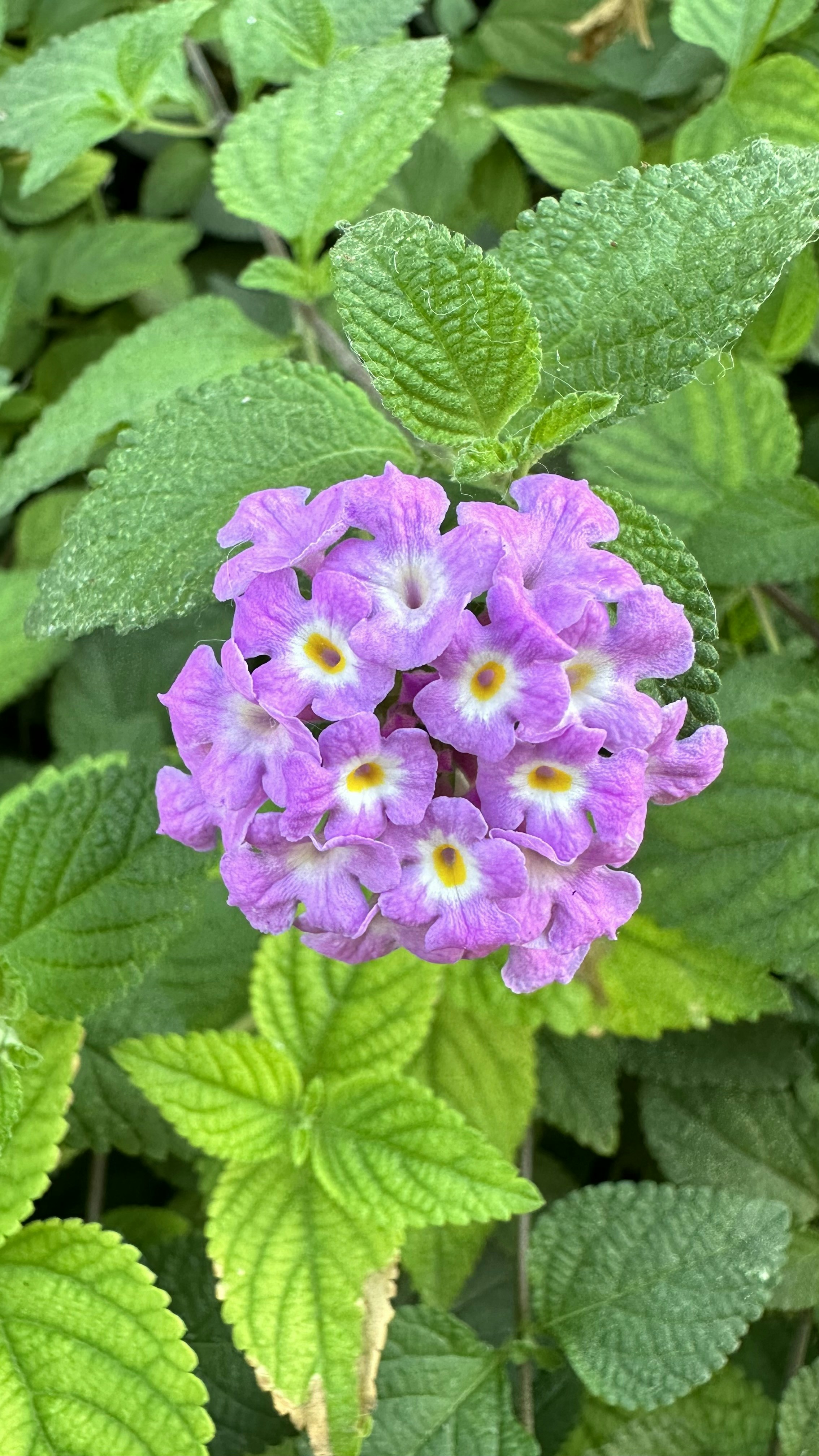 Photo by sriharshasharman