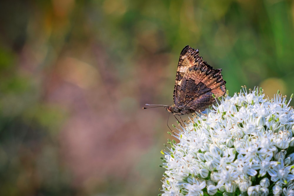 a brown and black butterfly sitting on a white flower