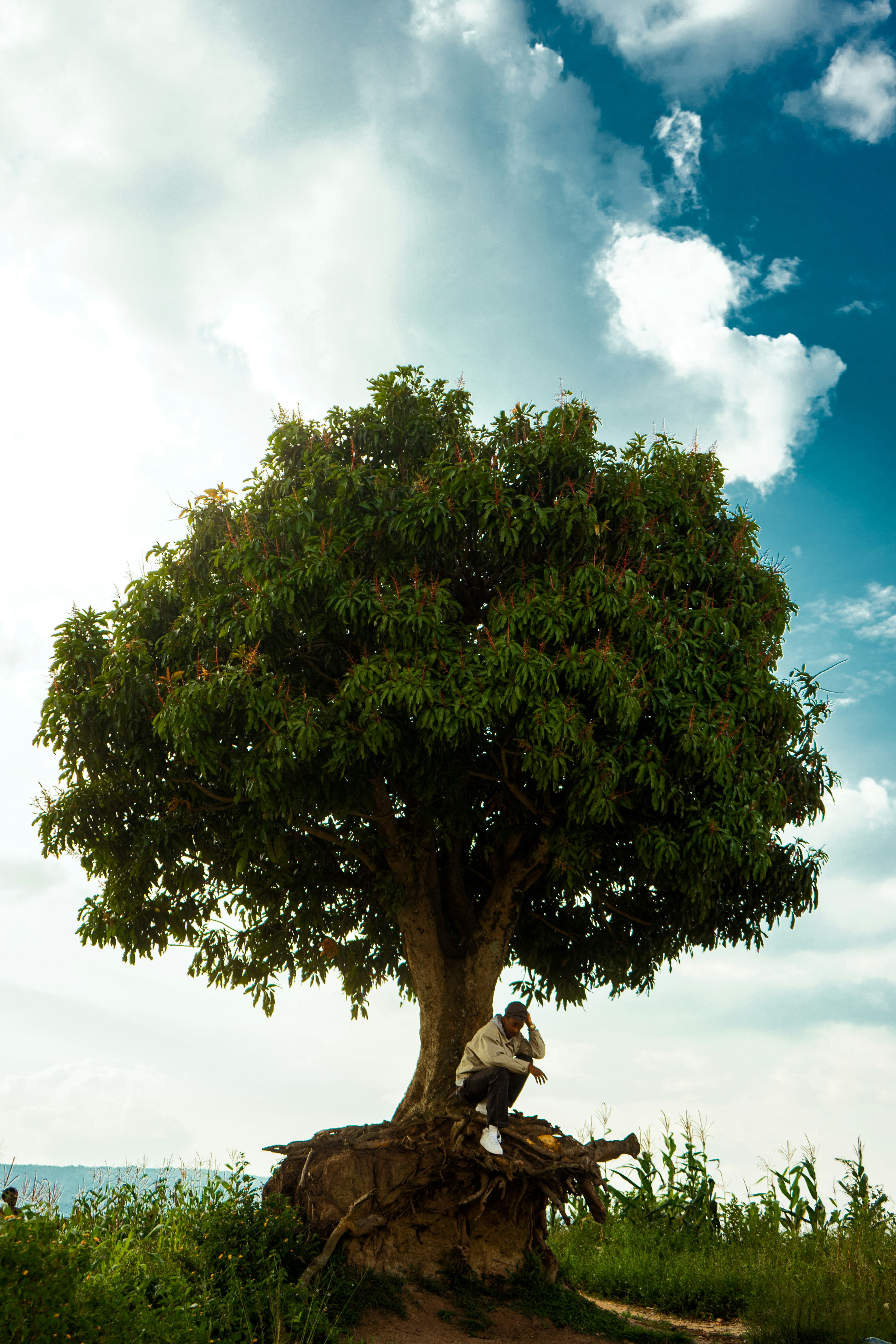 A man sitting under a tree on top of a hill photo – Free Kigali Image ...
