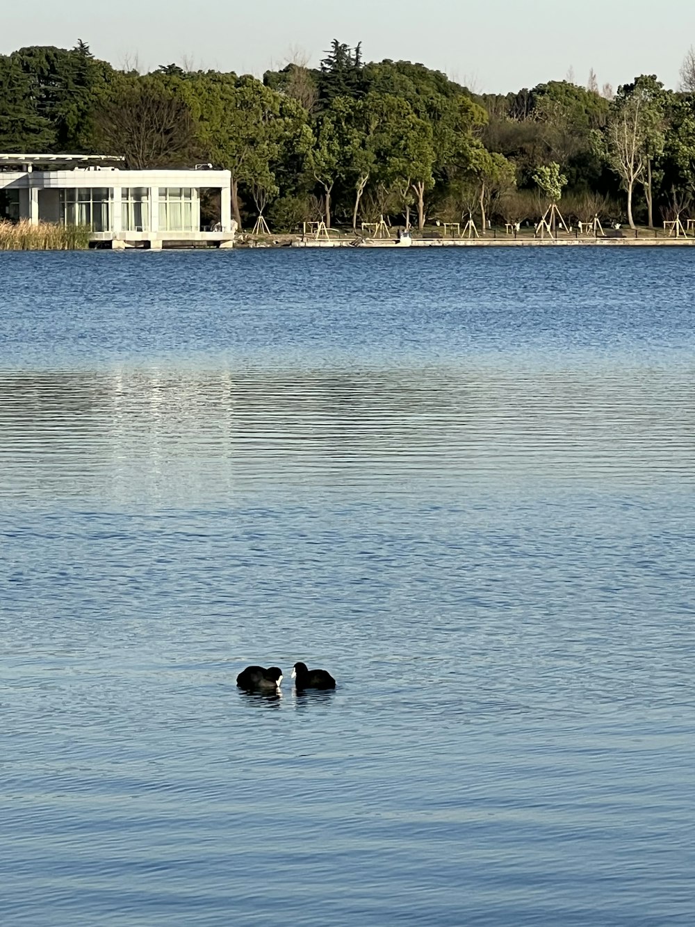 um par de patos flutuando no topo de um lago