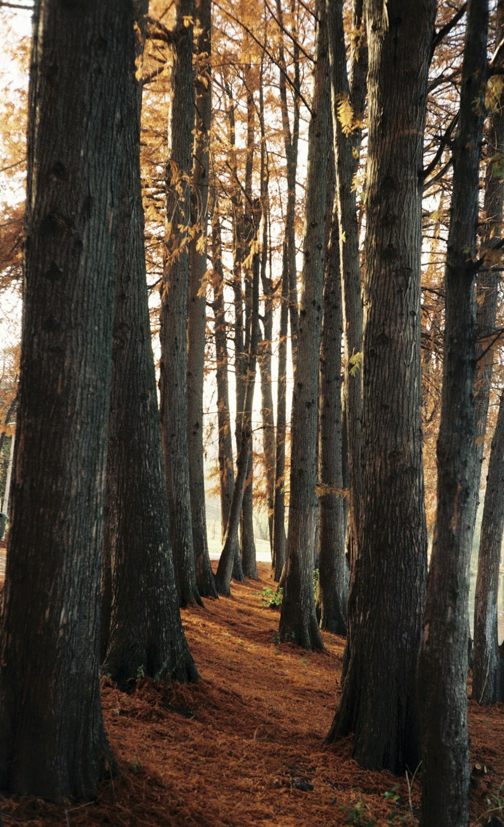 Un chemin à travers une forêt avec beaucoup d’arbres