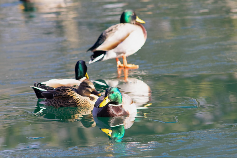 a group of ducks floating on top of a lake