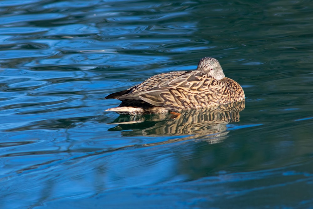 a duck floating on top of a body of water