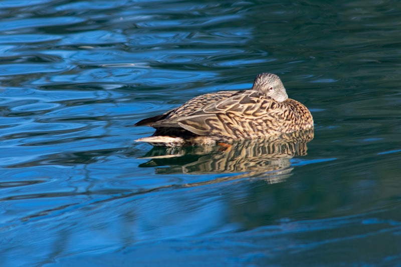 Duck calls