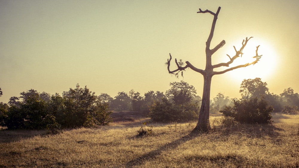 a lone tree in a field with the sun in the background