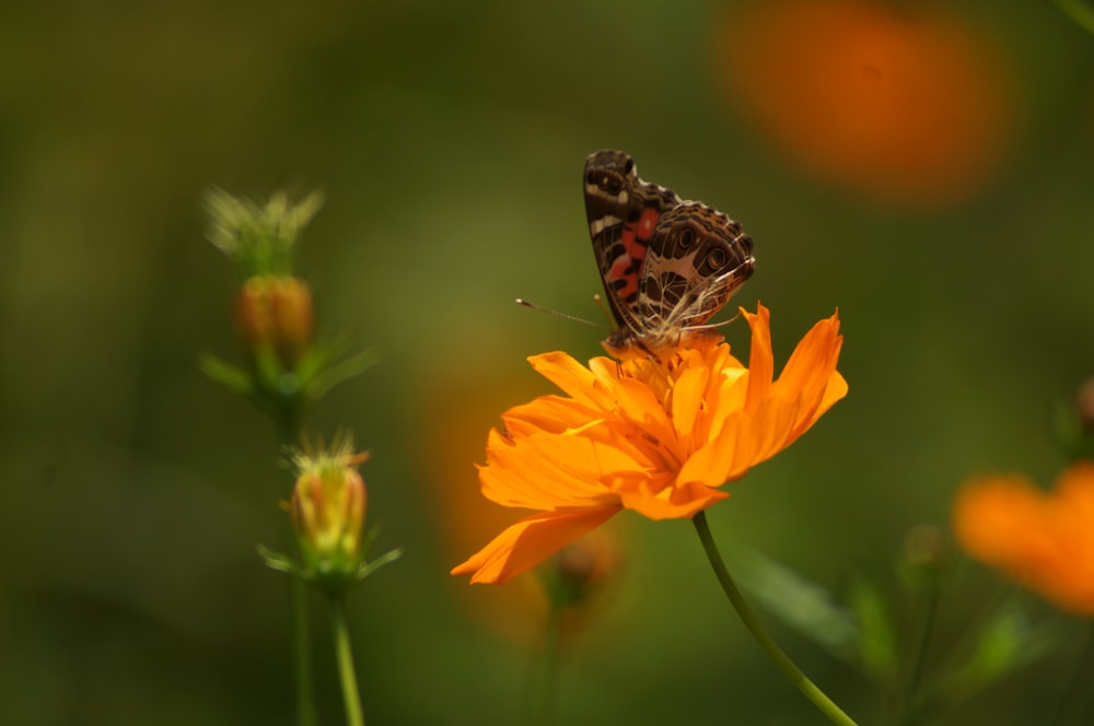 a butterfly sitting on a flower in a field