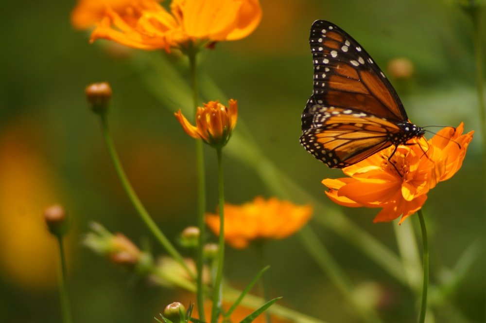 a butterfly sitting on top of a yellow flower