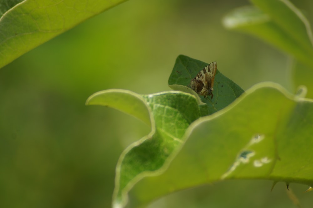 a small insect sitting on a green leaf