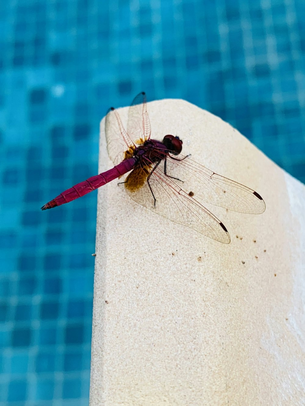 a dragon fly sitting on the edge of a swimming pool