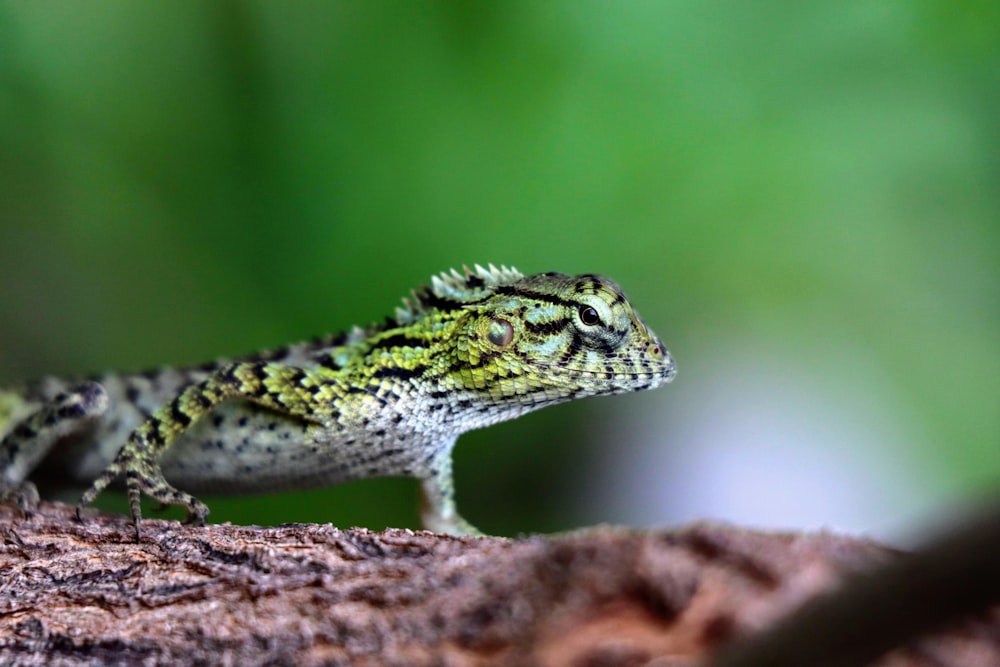 a small lizard sitting on top of a tree branch