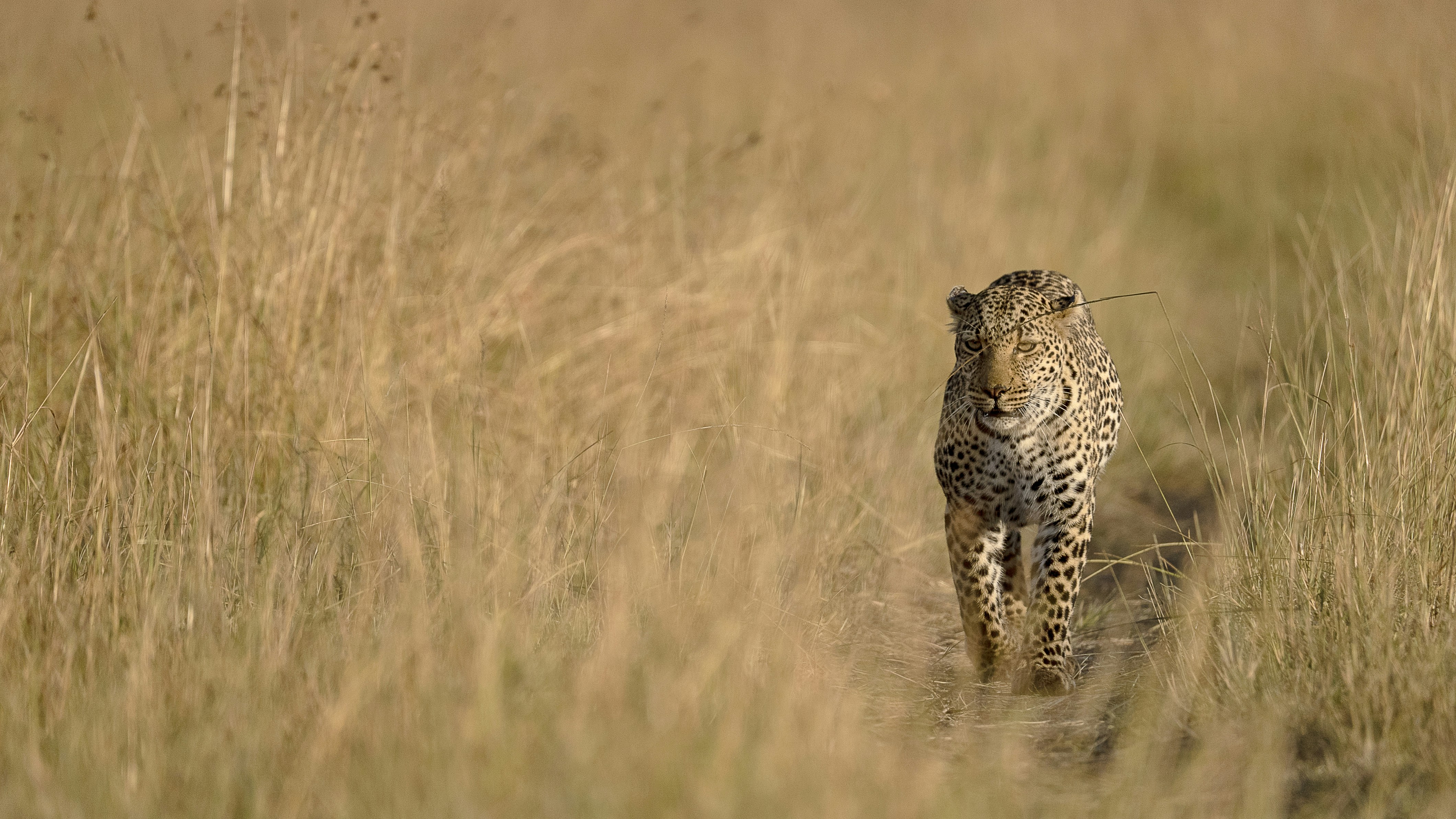 Leopards in the Heart of Kenya’s Maasai Mara (image credits: unsplash)