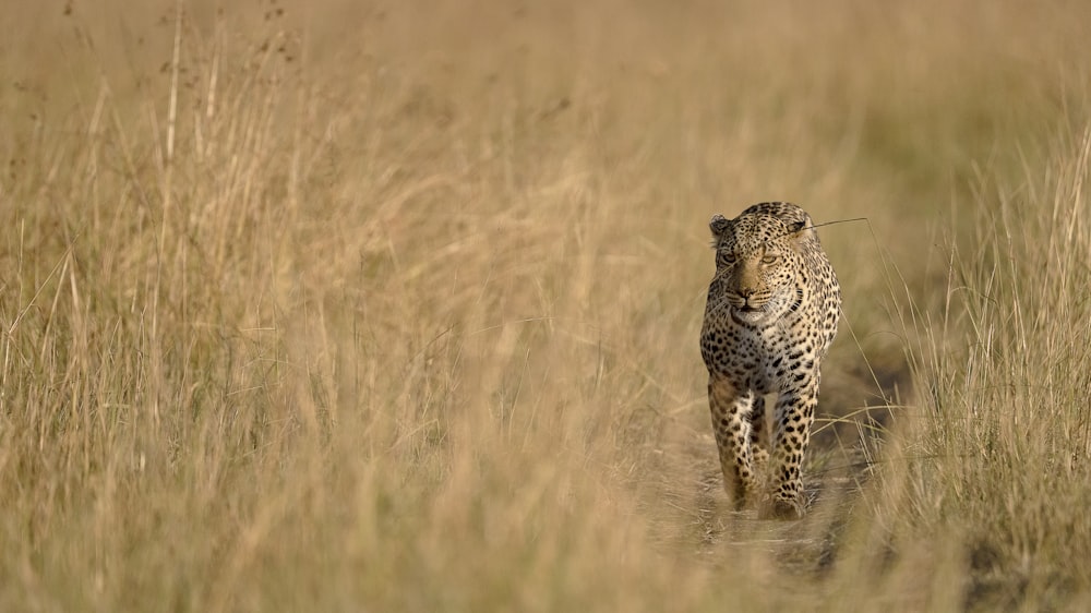 a cheetah walking through tall grass towards the camera