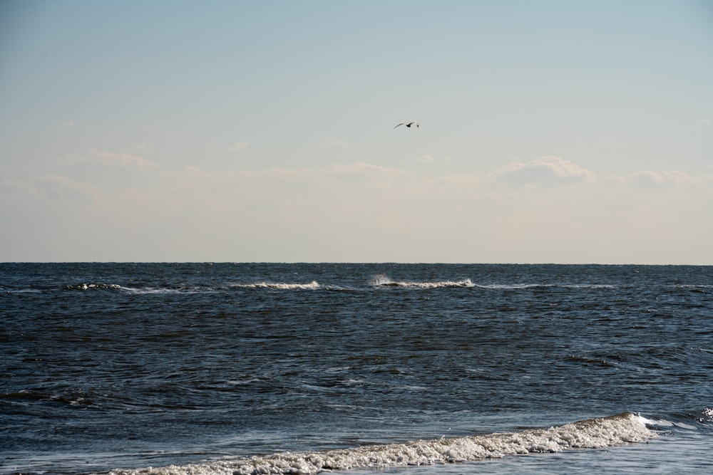 a bird flying over a body of water