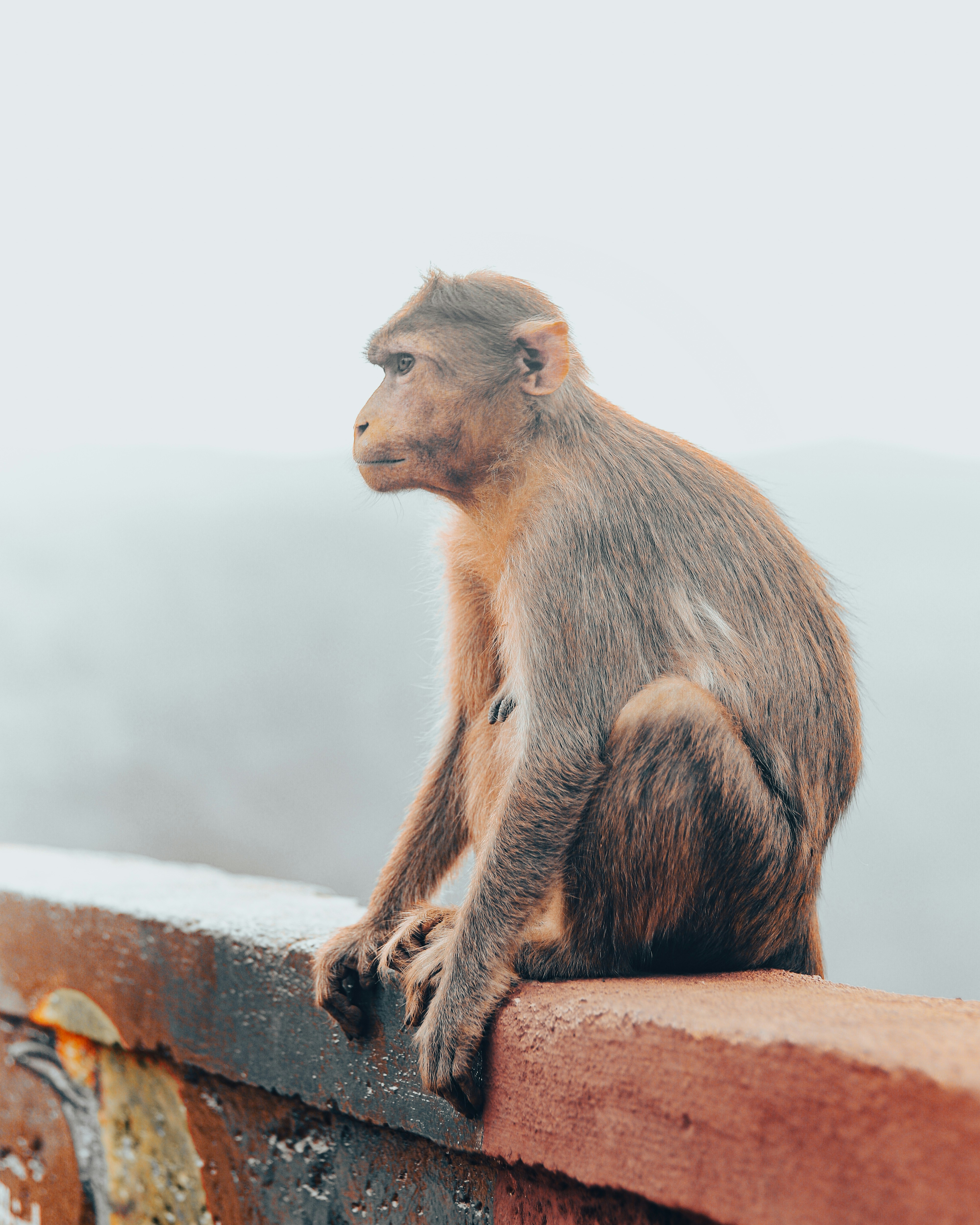 a monkey sitting on top of a brick wall