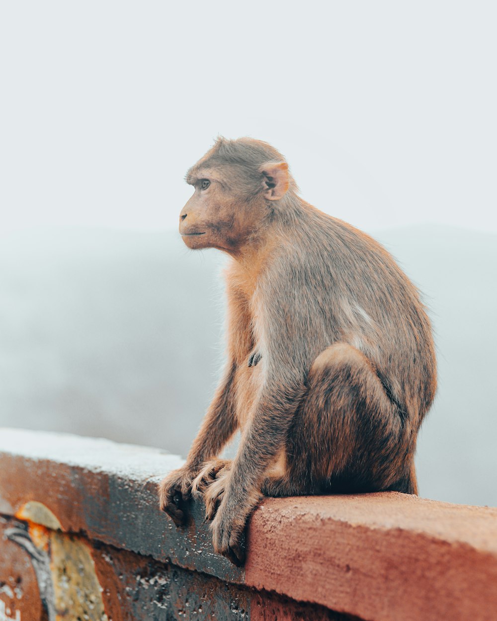 a monkey sitting on top of a brick wall