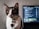 A cat with a white and brown coat is sitting beside a laptop displaying code on its screen. The cat is wearing a green collar with a red paw-shaped tag. The background consists of a textured gray wall.