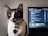 A cat with a white and brown coat is sitting beside a laptop displaying code on its screen. The cat is wearing a green collar with a red paw-shaped tag. The background consists of a textured gray wall.