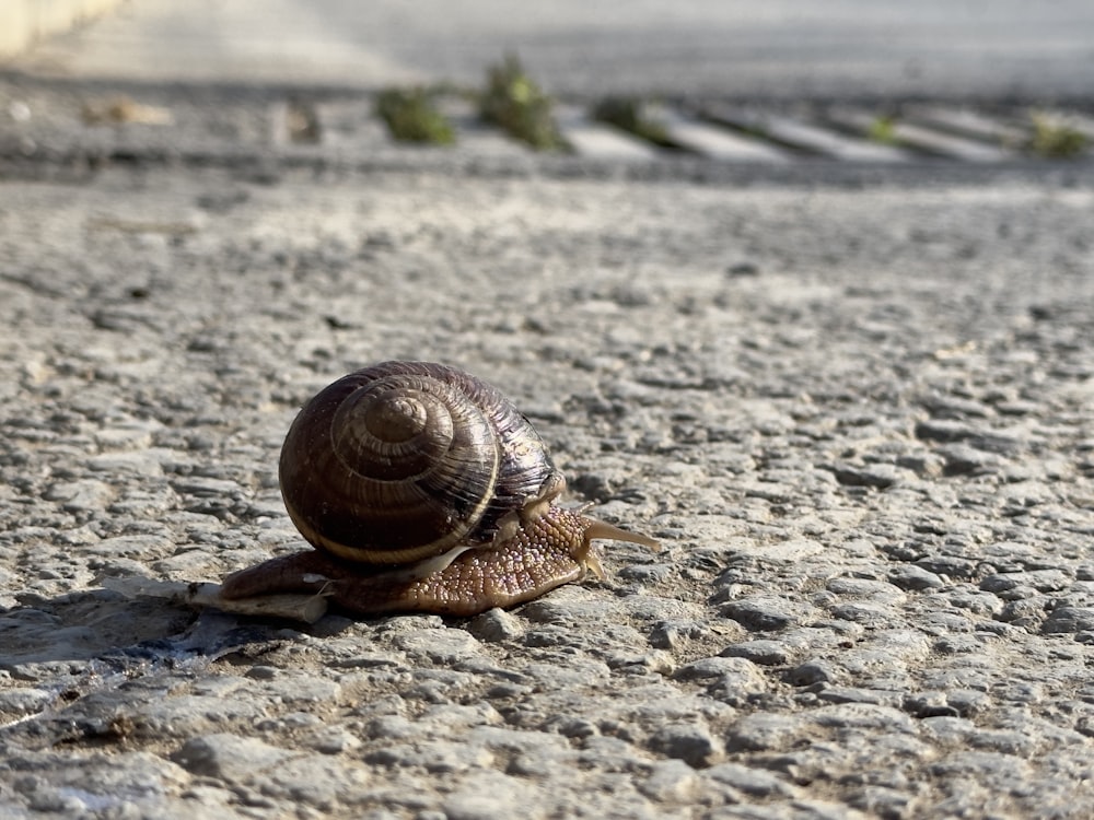 a snail crawling on the ground in the middle of the road