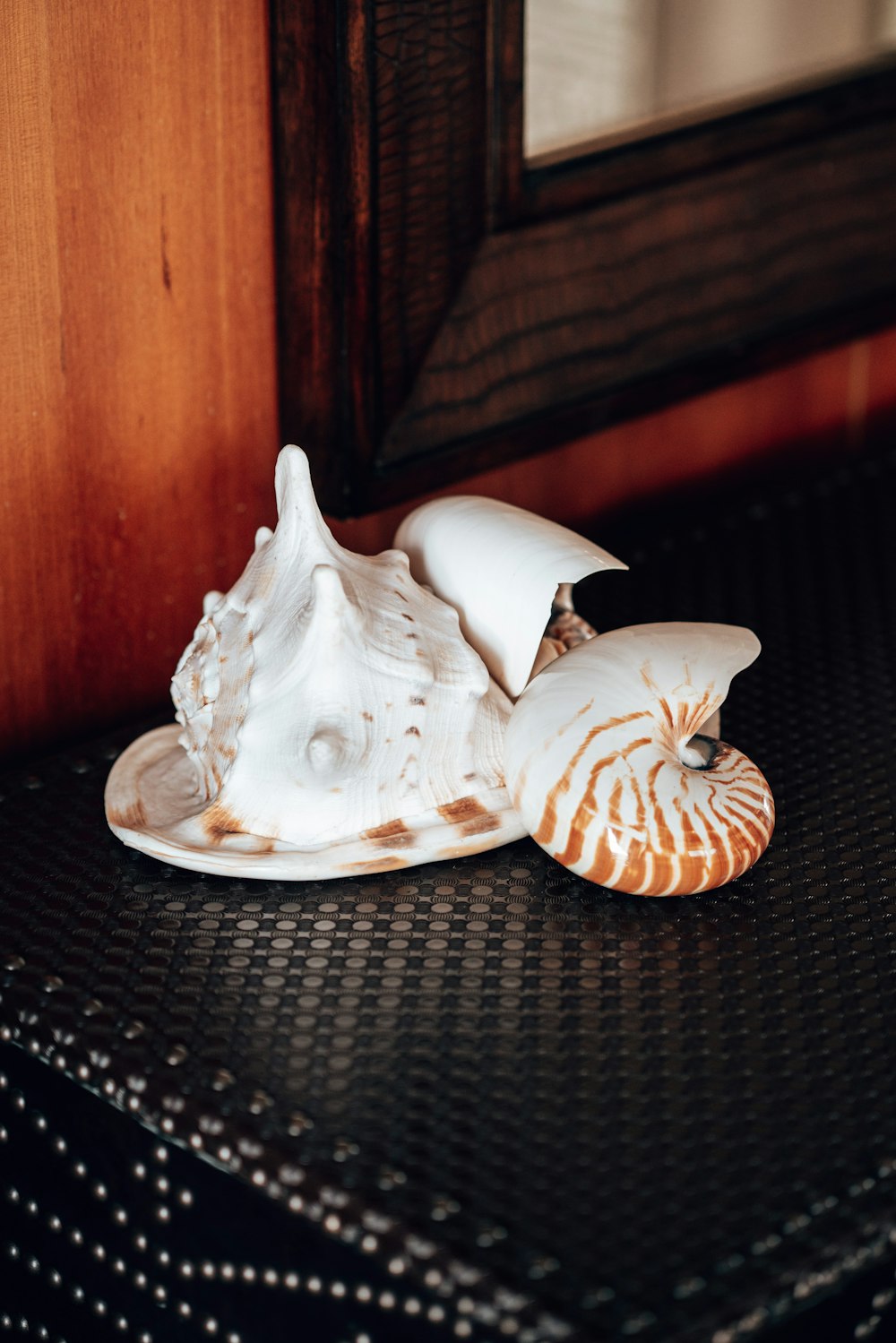 a sea shell sitting on top of a black table