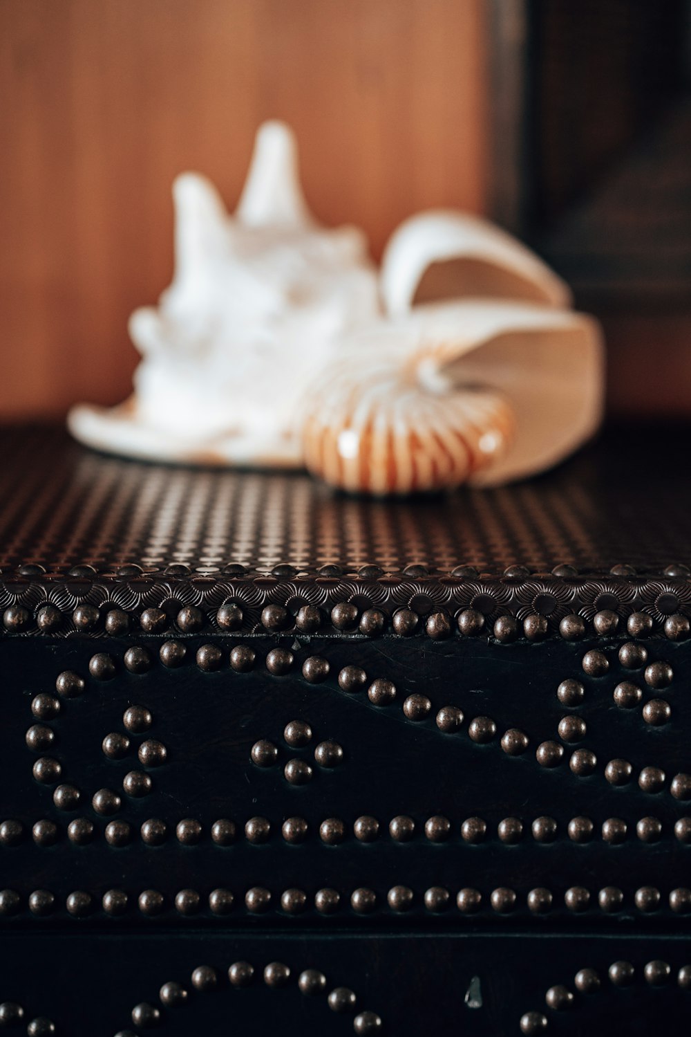 a close up of a sea shell on a table