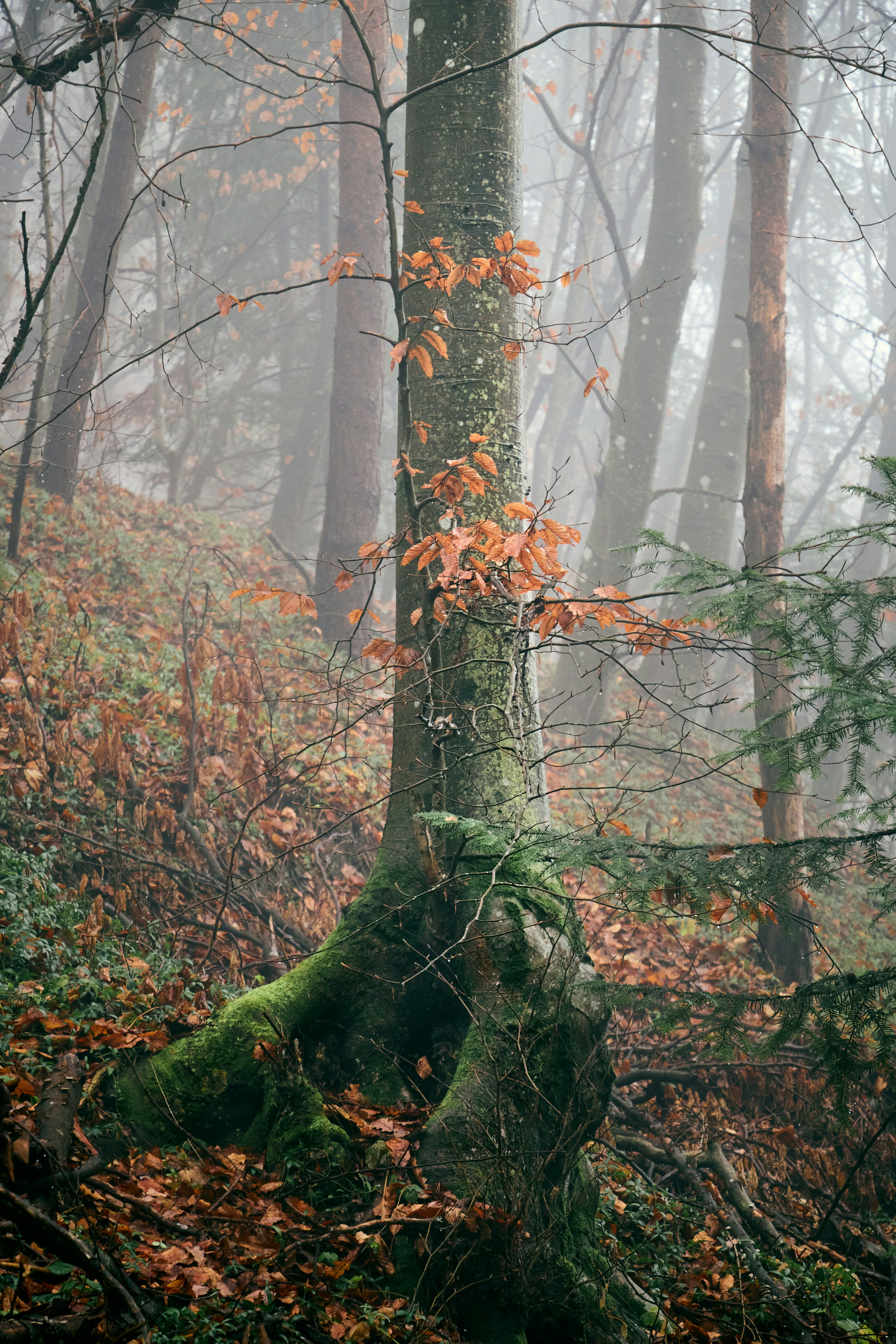 a mossy tree in the middle of a forest