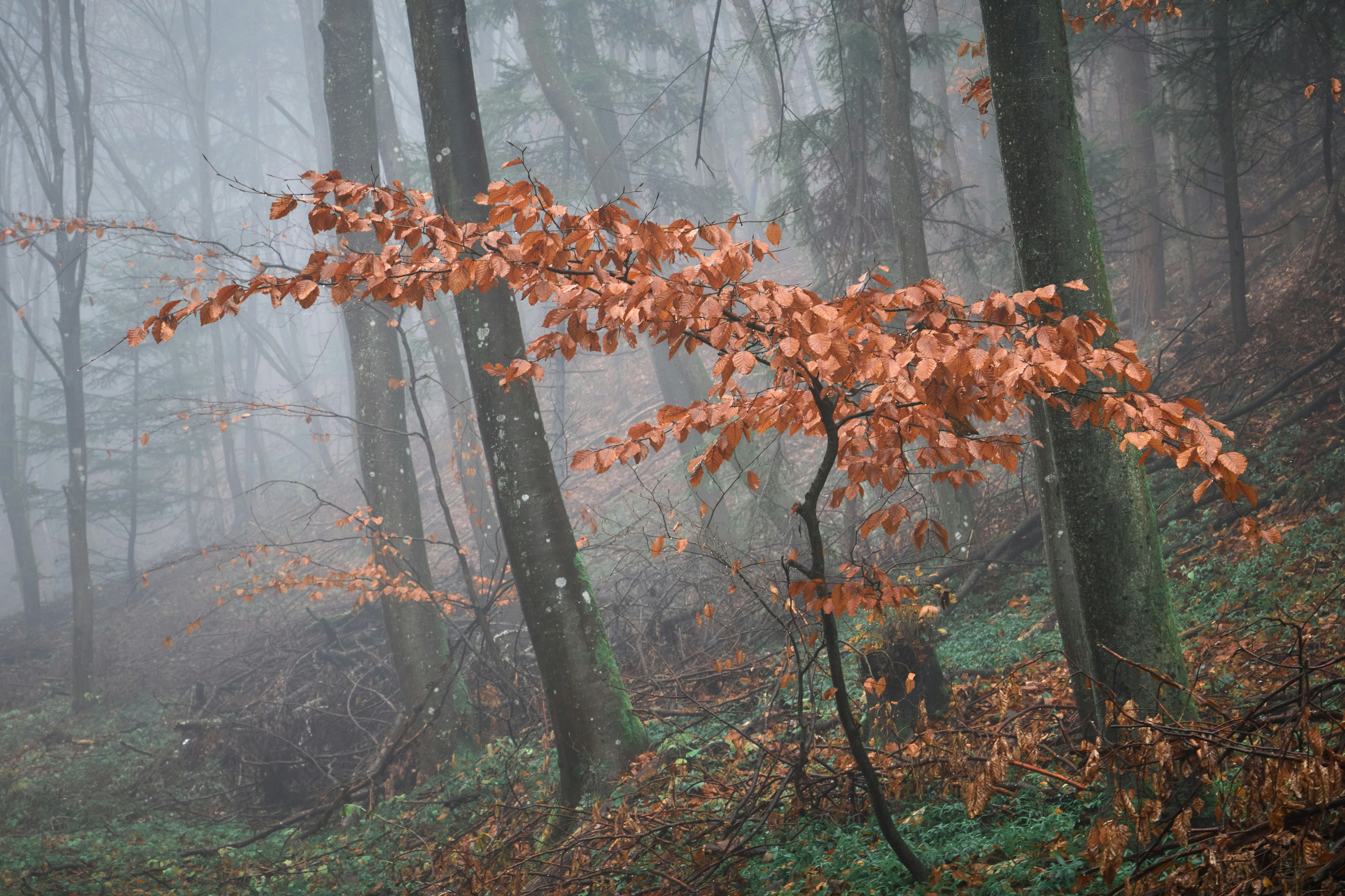a foggy forest filled with lots of trees
