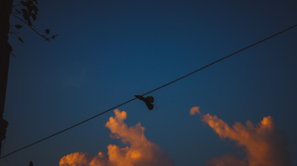 a bird is sitting on a wire in the evening