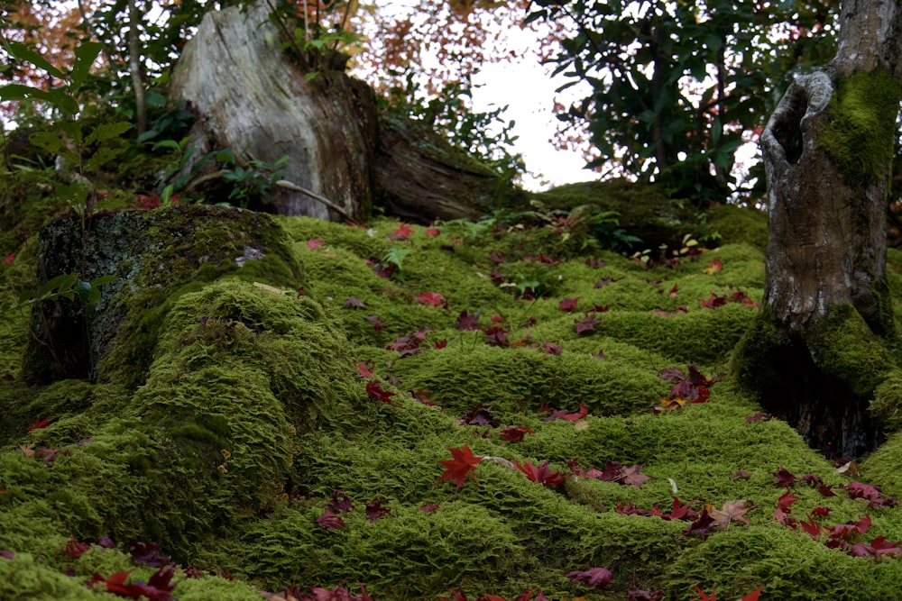 moss covered rocks and trees in a forest