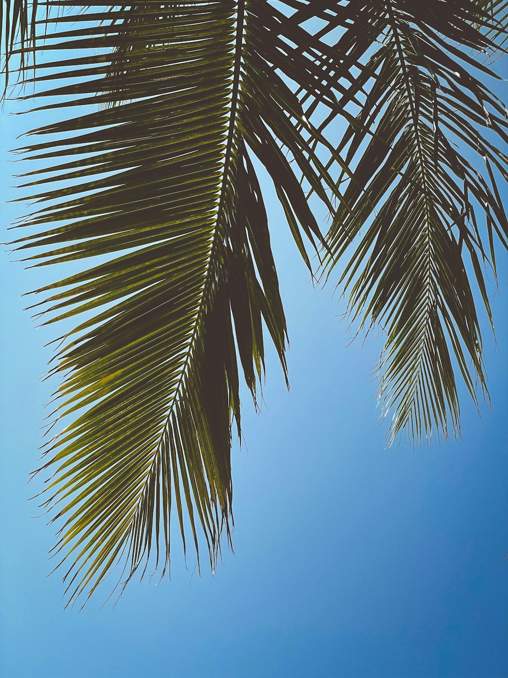 a palm tree leaves against a blue sky