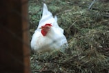 A white chicken with a red comb is sitting on a nest of straw and grass. The setting appears rustic, with natural elements surrounding the poultry.